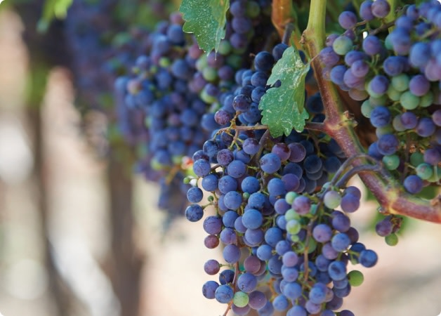 USA Cabernet Sauvignon wine