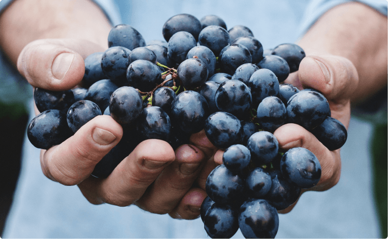About WSJ Wine Image - Blog Home Redo