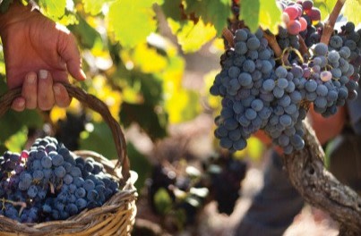 Common types of red wine and grapes