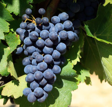 Merlot grapes on the vine