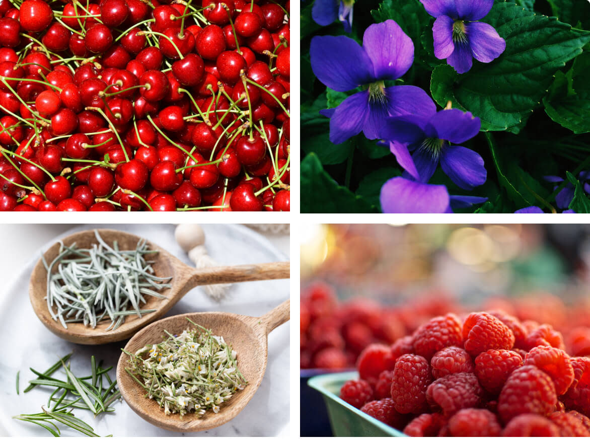 A grid of four photos showing some of the tasting notes of Chianti wine; sour cherries, violets, dried herbs, and raspberries