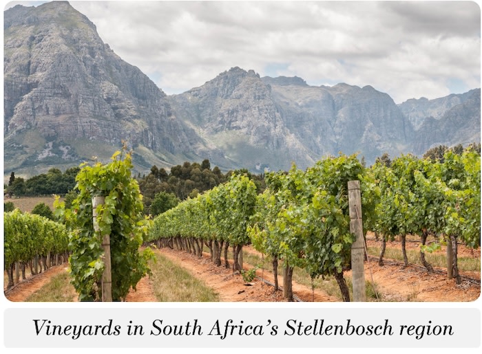 Vineyards in South Africa's Stellenbosch region