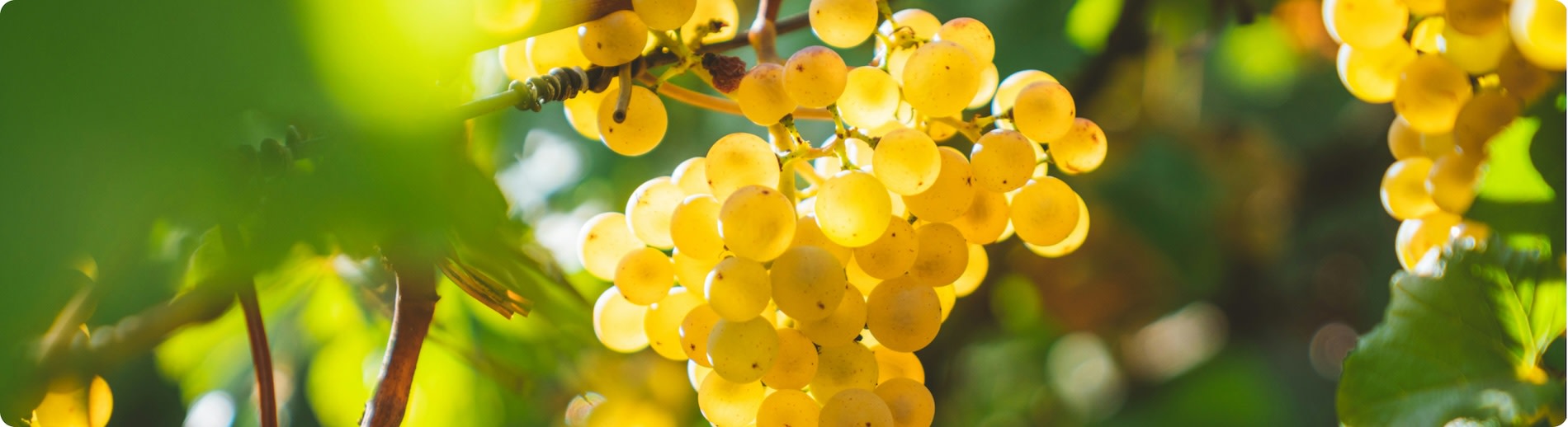 Quick guide to Chardonnay wine