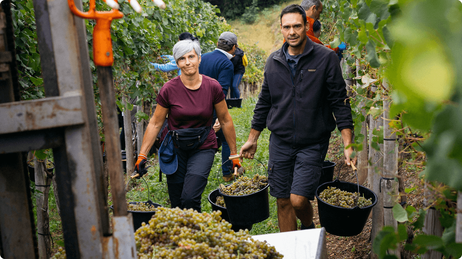 Clos de la Vierge Jurançon