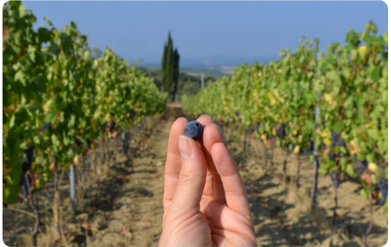 A hand holding a wine grape in a vineyard in Tuscany, Italy