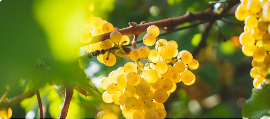 Quick guide to Chardonnay wine