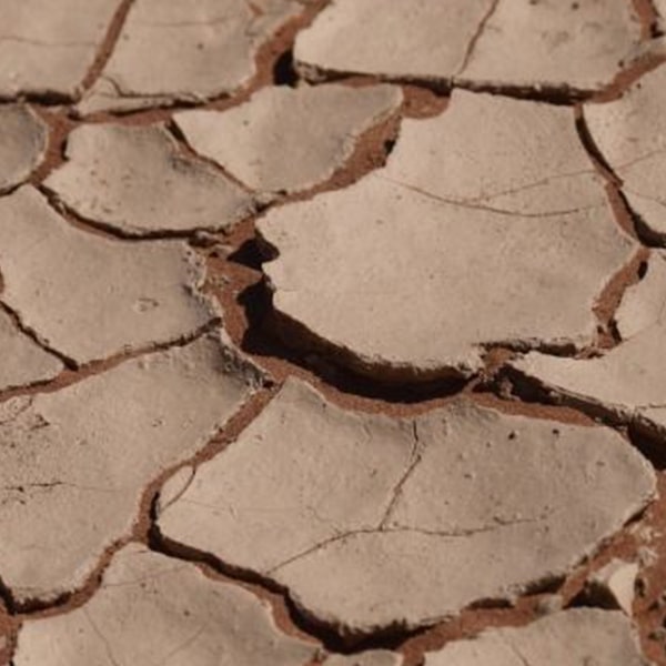 Dandruff / Oily Scalp