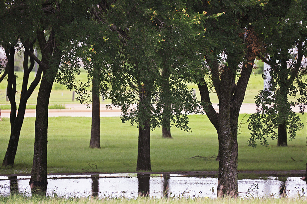 Learn More Photo Sustainability Trees 01 copy