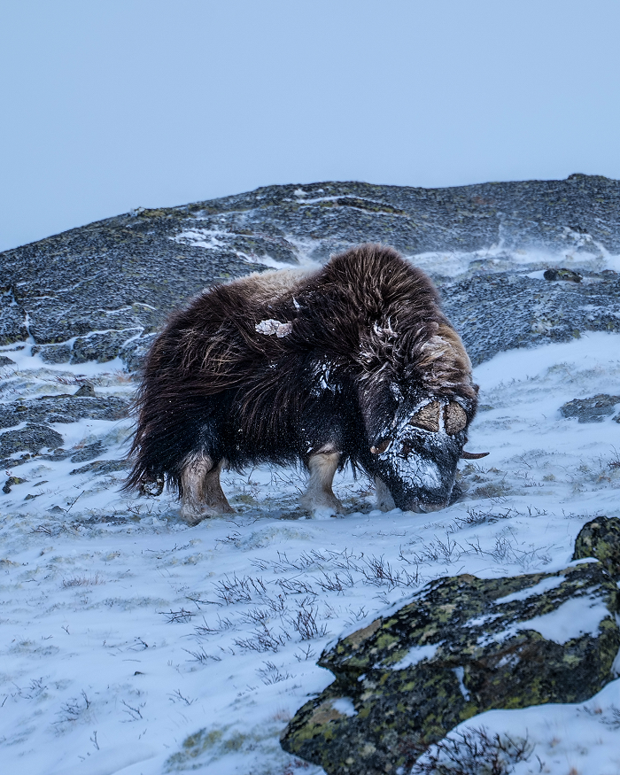 Muskox Expedition in the Norwegian Wild - hrvoje_juric