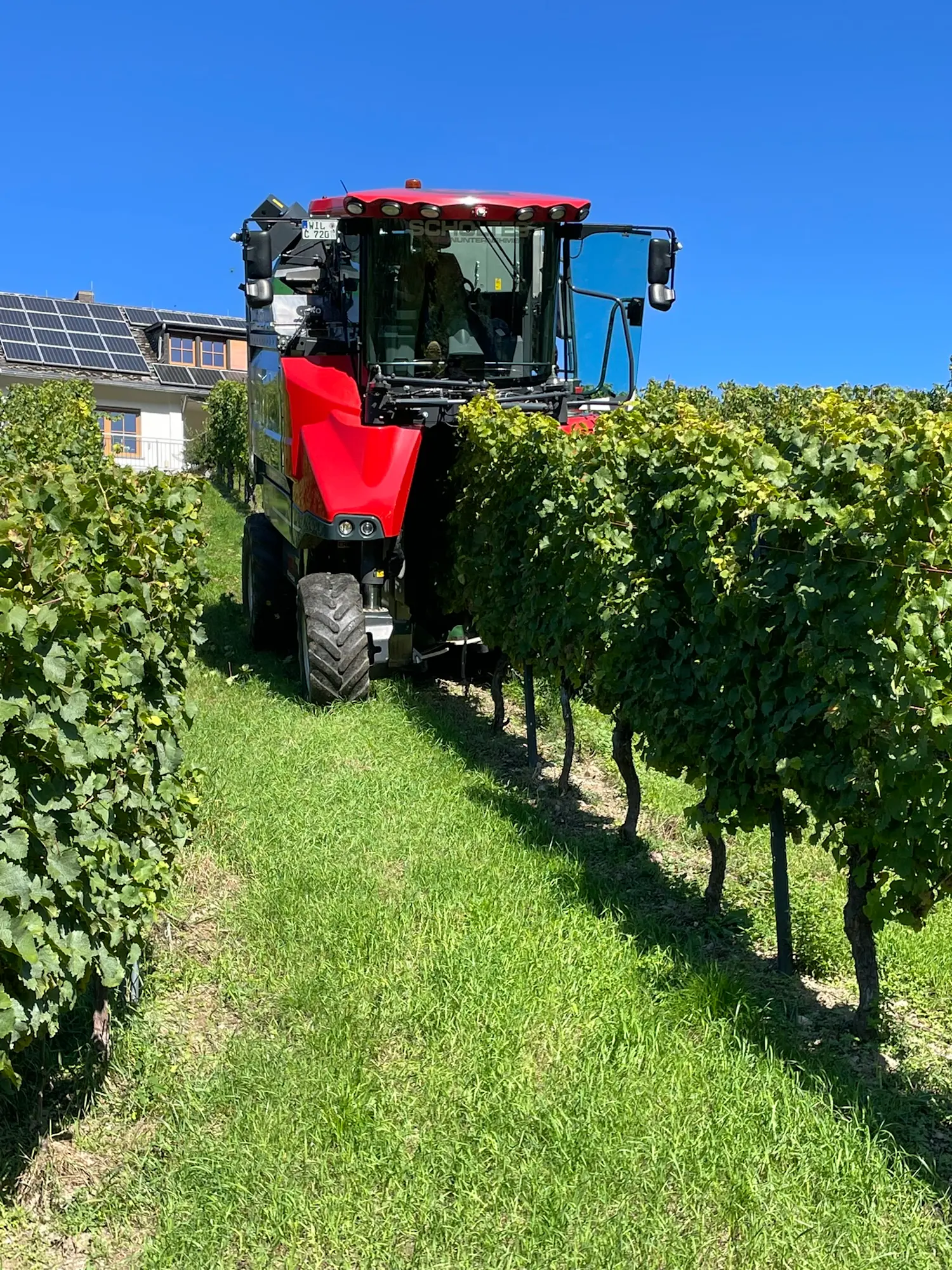 2025-09-18 Traubenvollernter