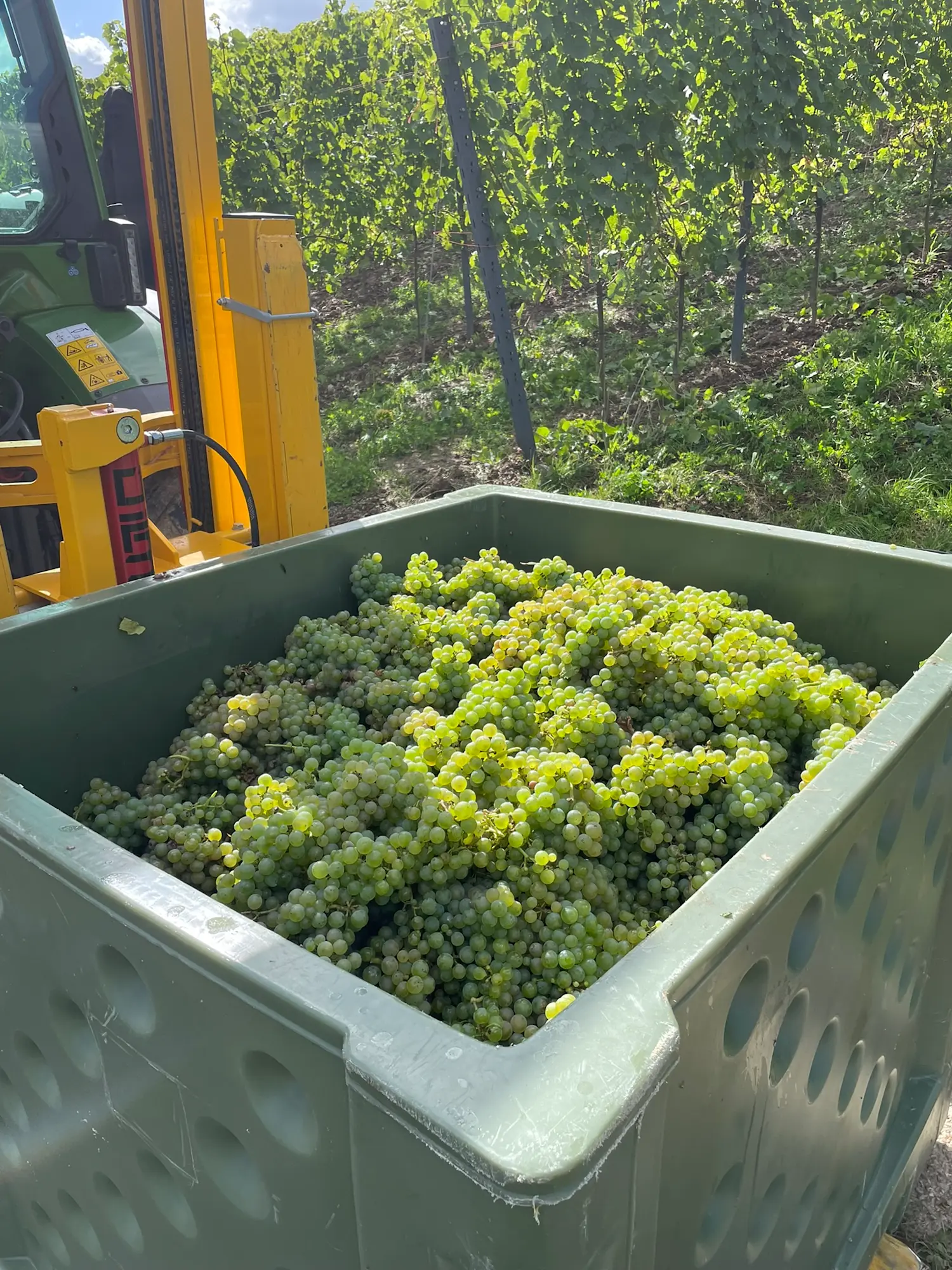 2025-09-15 Traubenbütte