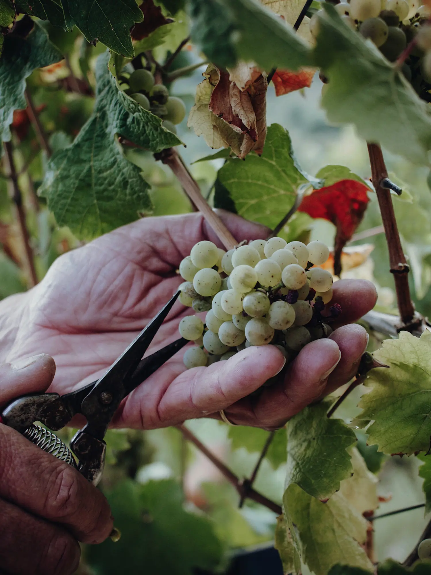 2025-09-13 Traube Handlese