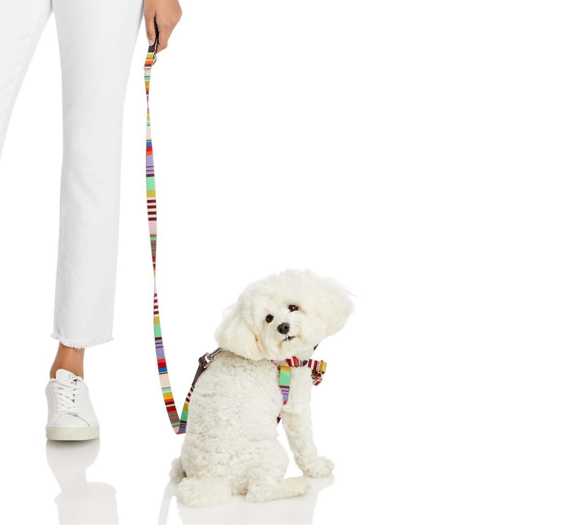 WARE OF THE DOG LEASH, COLLAR & HARNESS