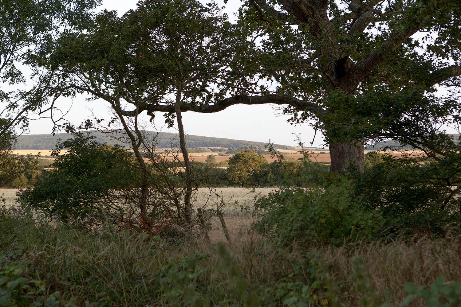 Camp Wight has amazing views of the rolling isle of wight countryside