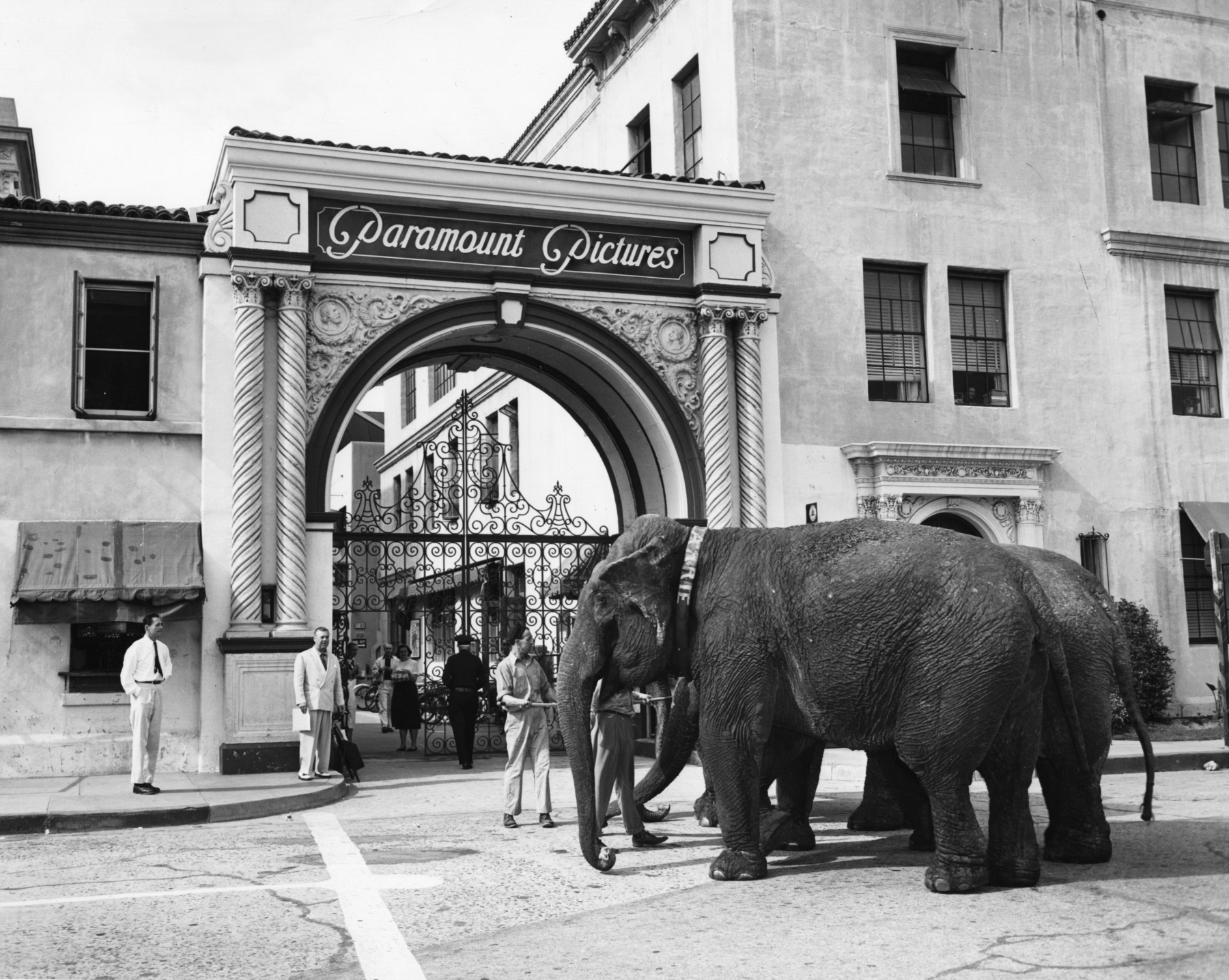 Elephants in front of studio gate of Paramount Pictures, Inc. located in Hollywood, Los Angeles, California, undated. Courtesy Margaret Herrick Library, Academy of Motion Picture Arts and Sciences.
