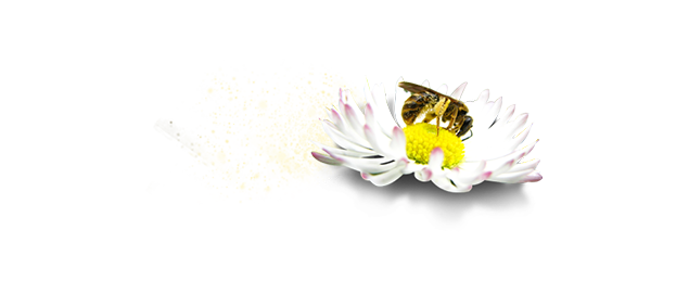 En pollinerande blomma