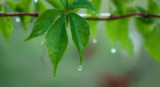 guadeloupe-when-it-rains