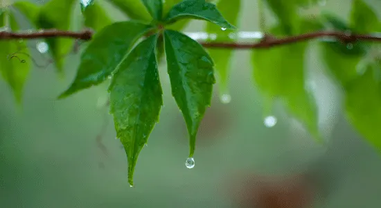 guadeloupe-when-it-rains