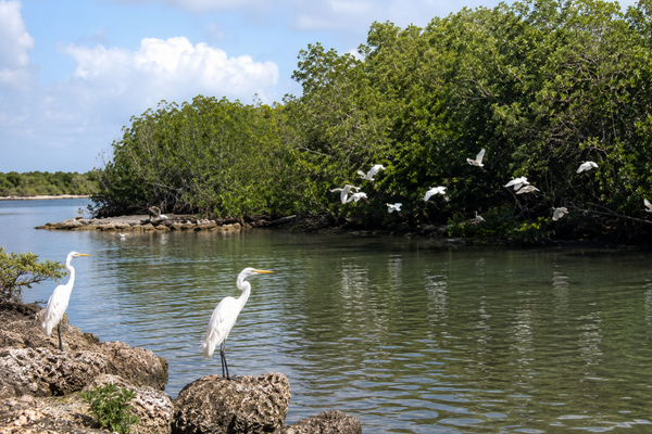 site ornithologique de ravine sable guadeloupe anse bertrand