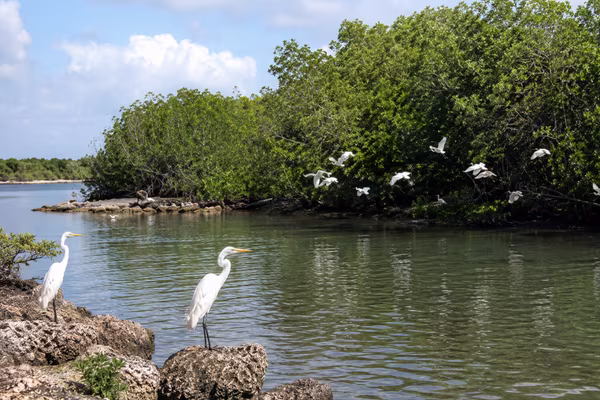 site ornithologique de ravine sable guadeloupe anse bertrand
