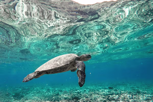 tortue fonds marins location voiture guadeloupe canva pro 600X400