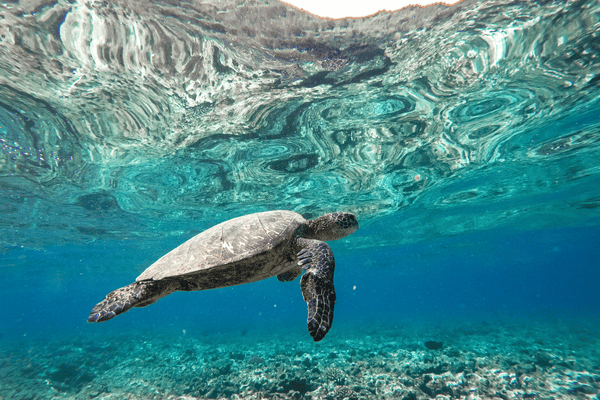 tortue fonds marins location voiture guadeloupe canva pro 600X400