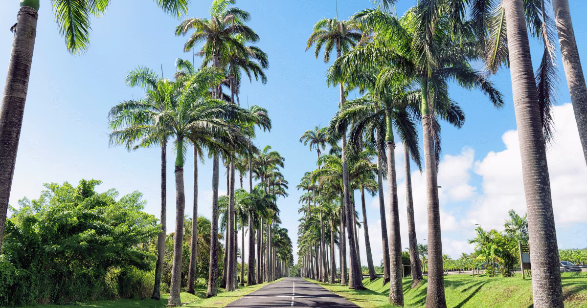 location voiture europcar 1200x630 allée dumanoir guadeloupe