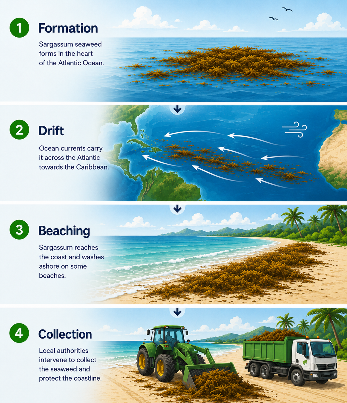 Image | What is Sargassum?