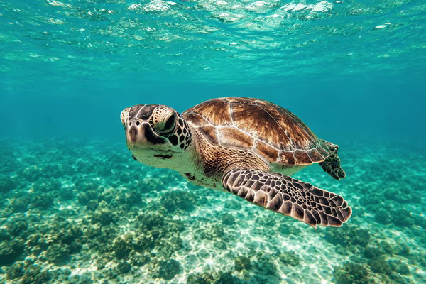 Fonds marins des Saintes en Guadeloupe