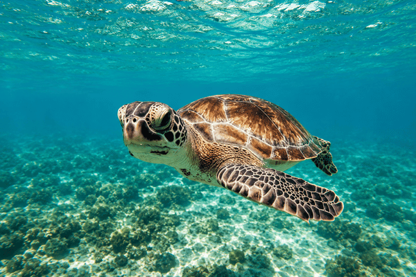 Marine life in Les Saintes, Guadeloupe