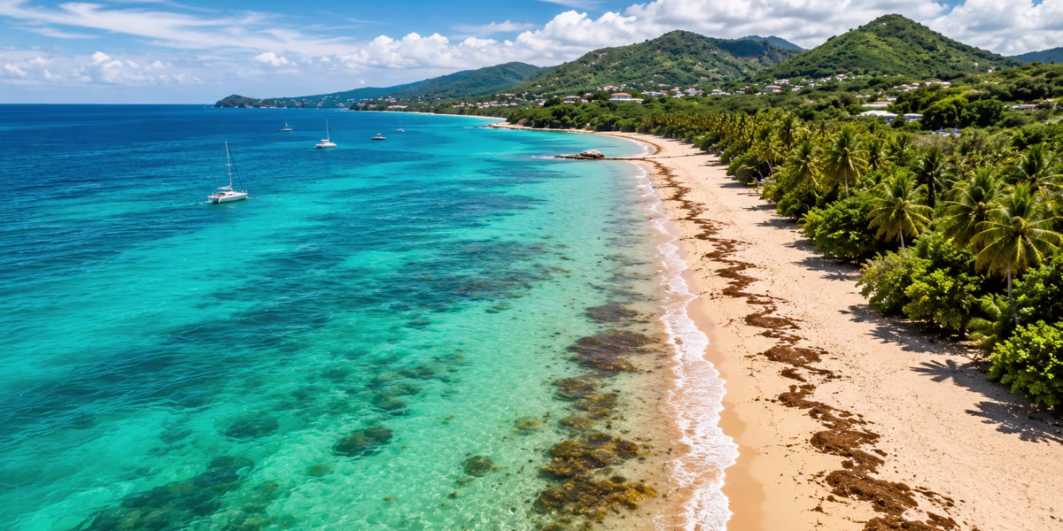 Sargasses en Guadeloupe