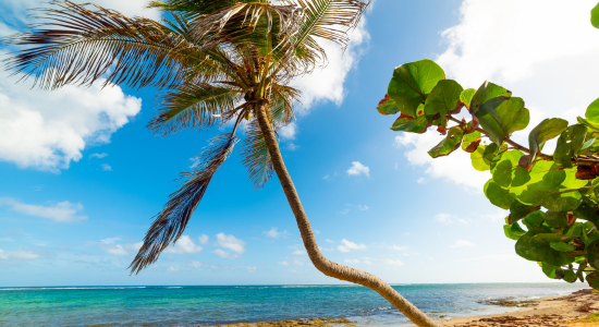 plage-de-l’Autre-Bord-le-moule-guadeloupe
