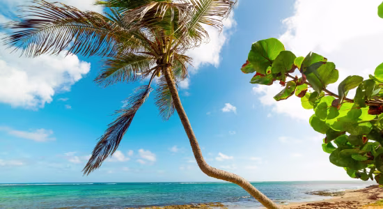 plage-de-l’Autre-Bord-le-moule-guadeloupe