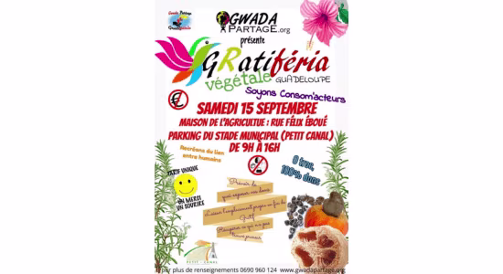 gratiferia-guadeloupe-plantes