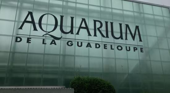 aquarium-de-guadeloupe-gosier