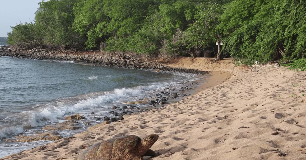 Voir les tortues en Guadeloupe location de voiture credit pixabay 42mp 1200x630