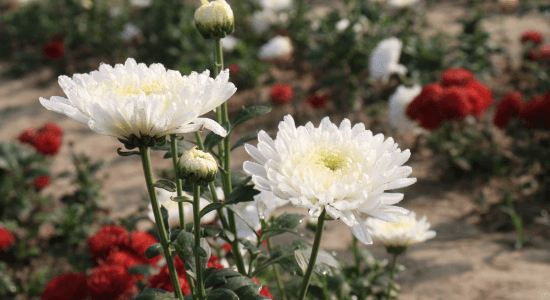 toussaint-guadeloupe