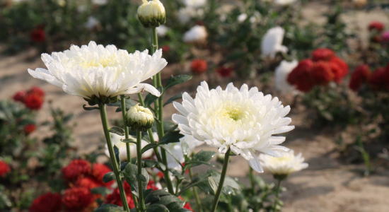 toussaint-guadeloupe