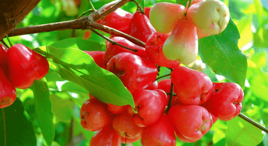 pomme-deau-fruit-guadeloupe