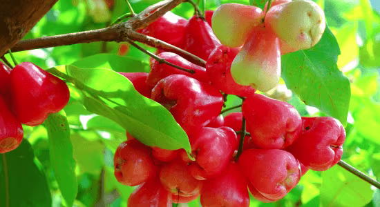 pomme-deau-fruit-guadeloupe