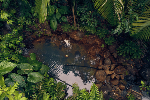 basse terre guadeloupe 600 400