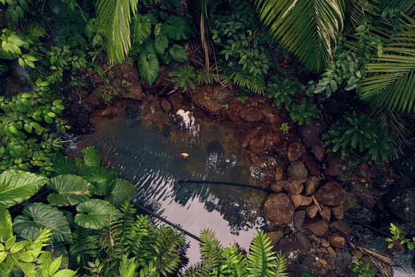 basse terre guadeloupe 600 400