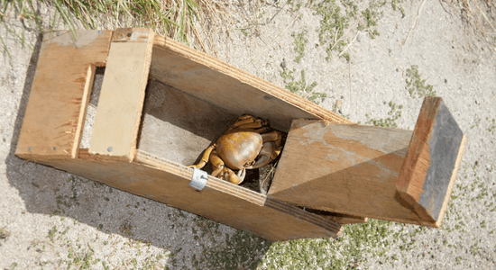 crab-trap-easter-guadeloupe