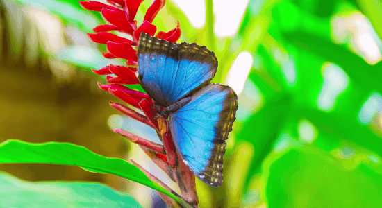 guadeloupe-in-january1