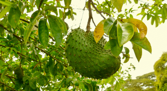soursop-fruit