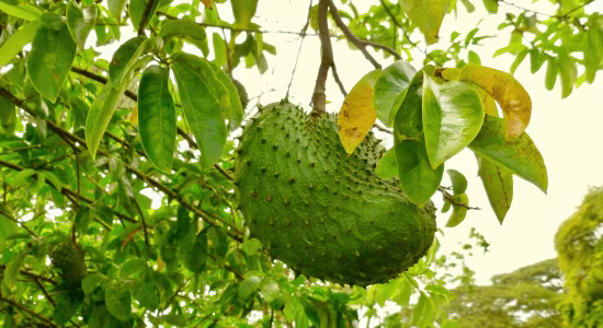 soursop-fruit