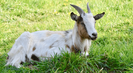 fete du cabri-guadeloupe