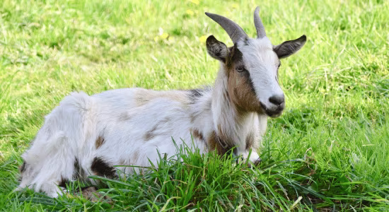 fete du cabri-guadeloupe