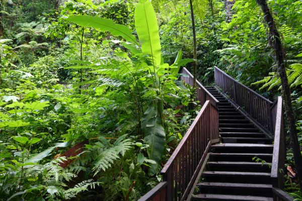 location-voiture-guadeloupe-local-generics-sentier-nature-600x400