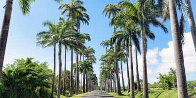 allée dumanoir location voiture guadeloupe 400 200 canva pro